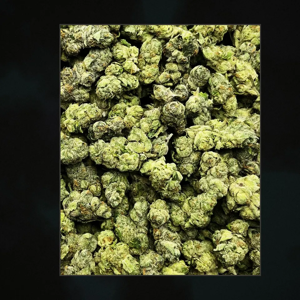 Gumbo Mintz THCA flower, trichome close-up