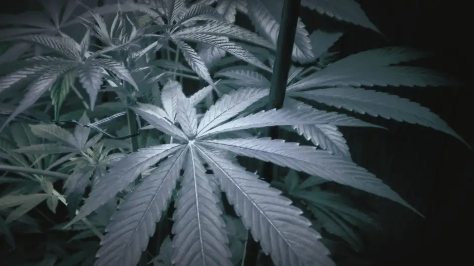 Cannabis fan leaves lit by LED grow lights
