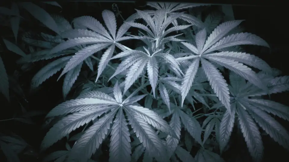 Cannabis canopy lit by LED grow lights