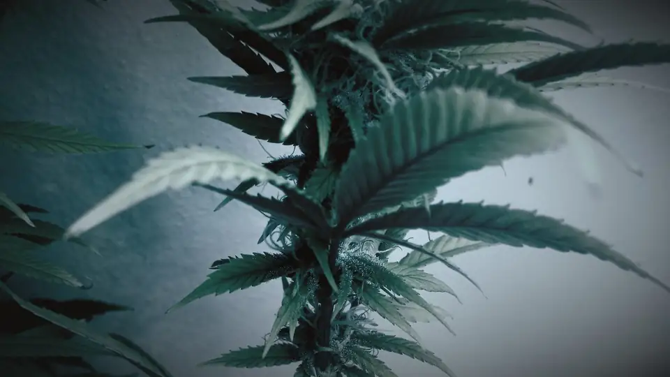 Flowering cannabis branches under a single LED grow light