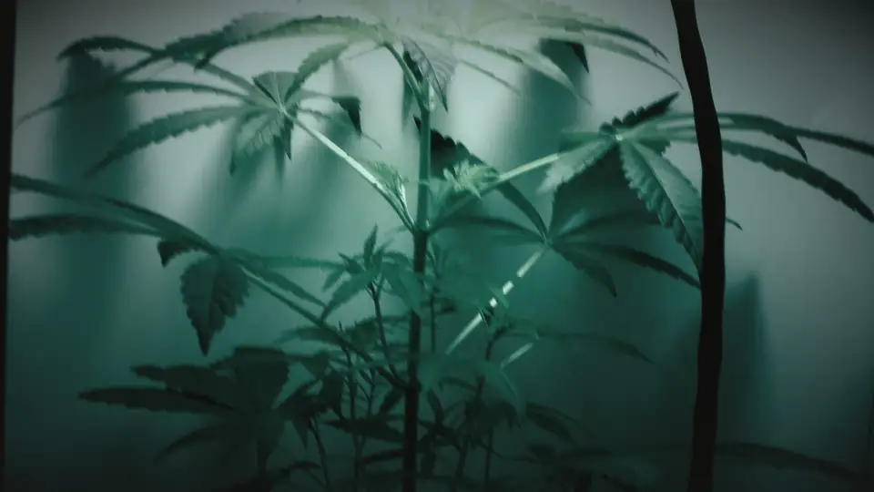 Single young cannabis plant under a grow lamp