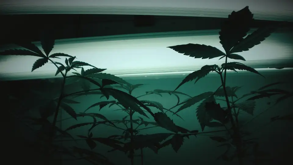 Young cannabis plants under fluorescent tubes