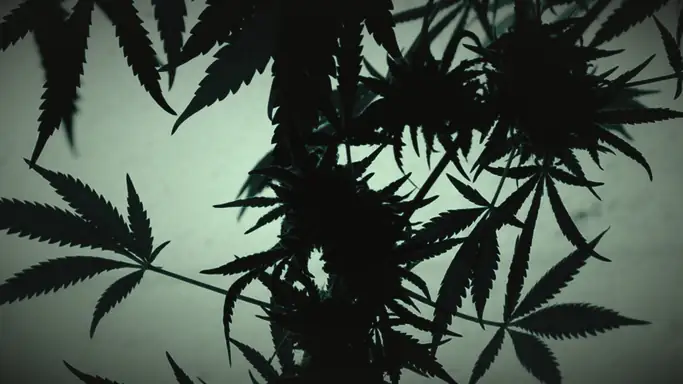Silhouette of cannabis leaves against a bright backlight