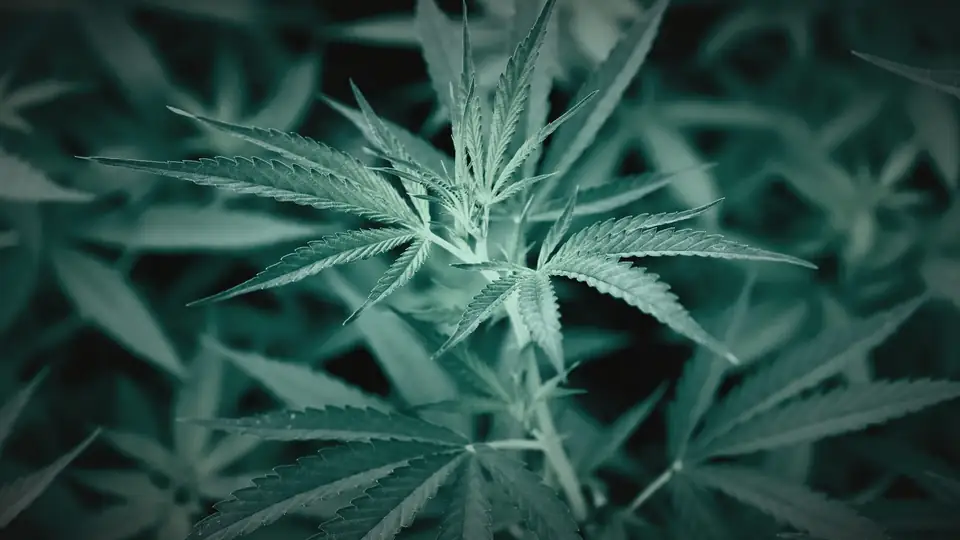 Hemp leaves in soft focus