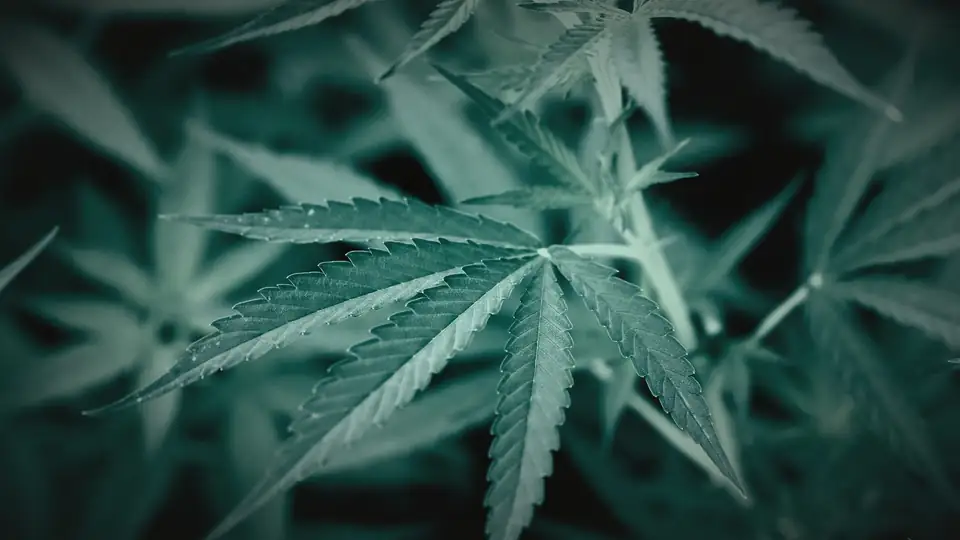 Hemp leaves in deep shadow, shallow focus