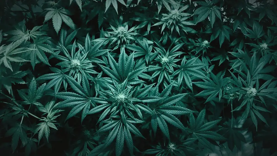 Dense cannabis canopy seen from above
