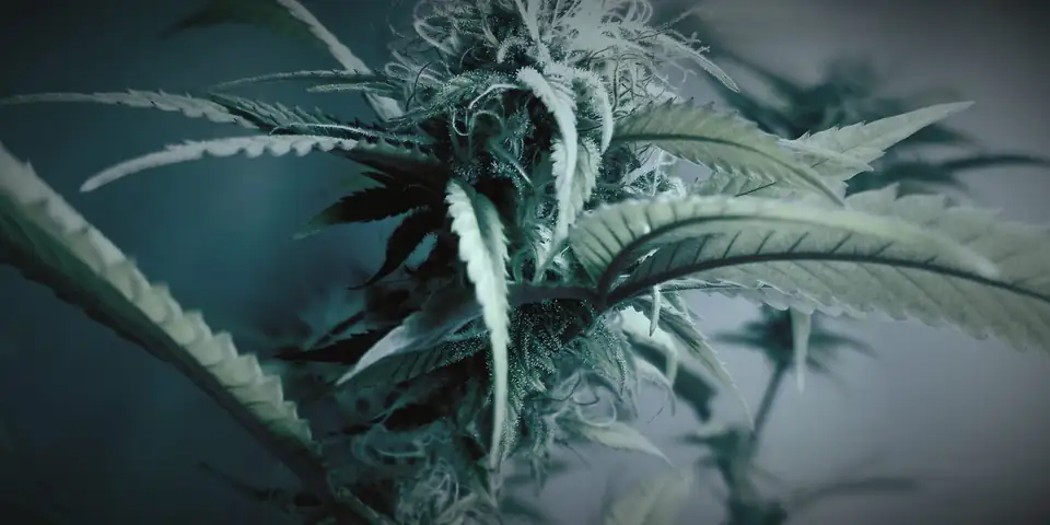 Flowering cannabis branch under an LED grow light