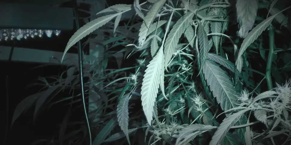 Cannabis canopy under LED light