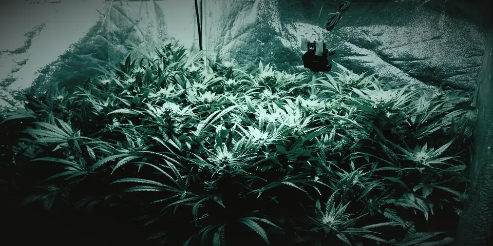 Flowering cannabis canopy inside a grow tent