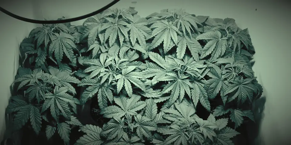 Cannabis canopy in a reflective grow tent, seen from above