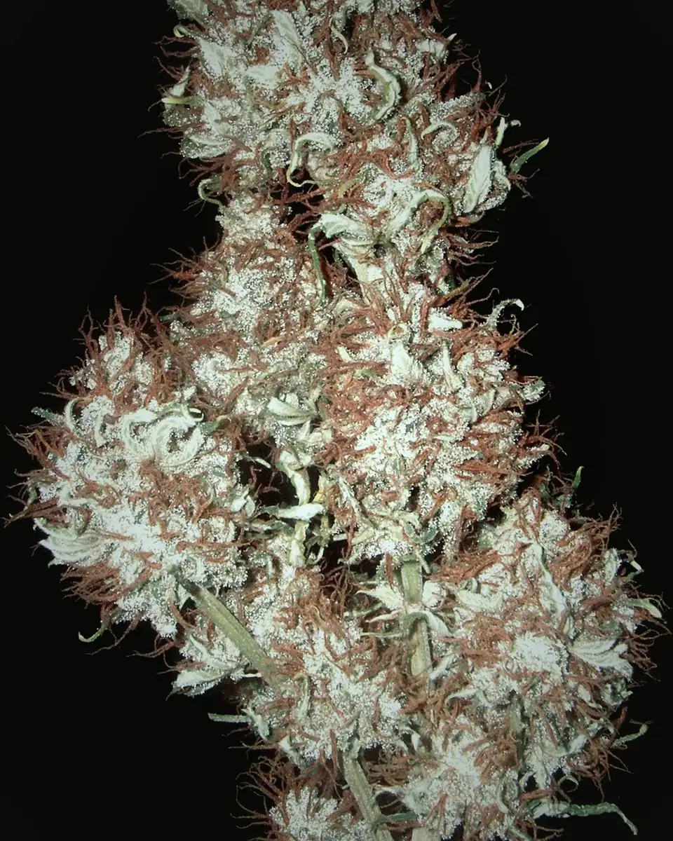 Tall harvested cannabis cola against a black background