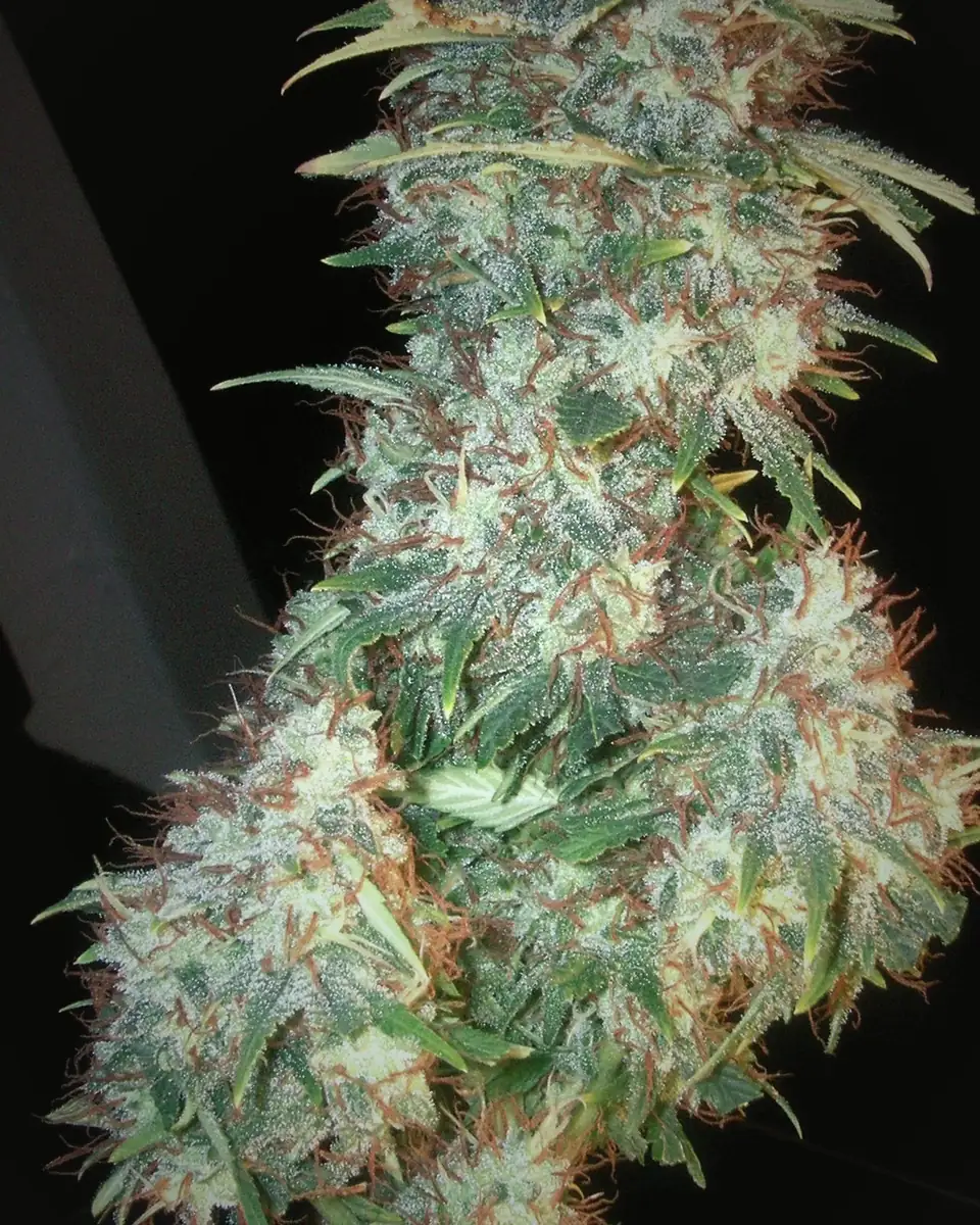 Harvested cannabis cola with curled pistils against a black background