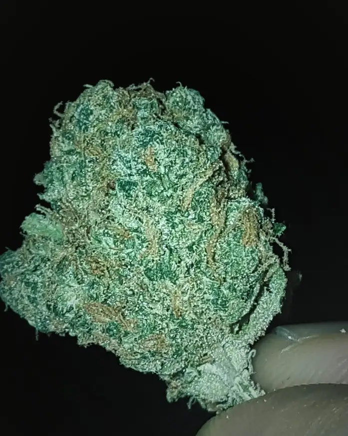 Cured cannabis bud against a black background