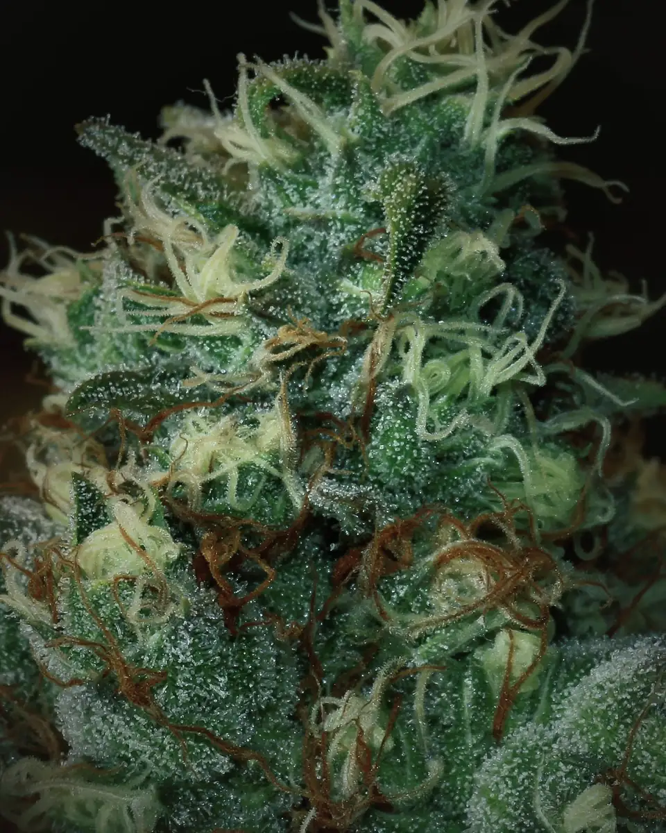 Frosty flowering cannabis cola against a dark background