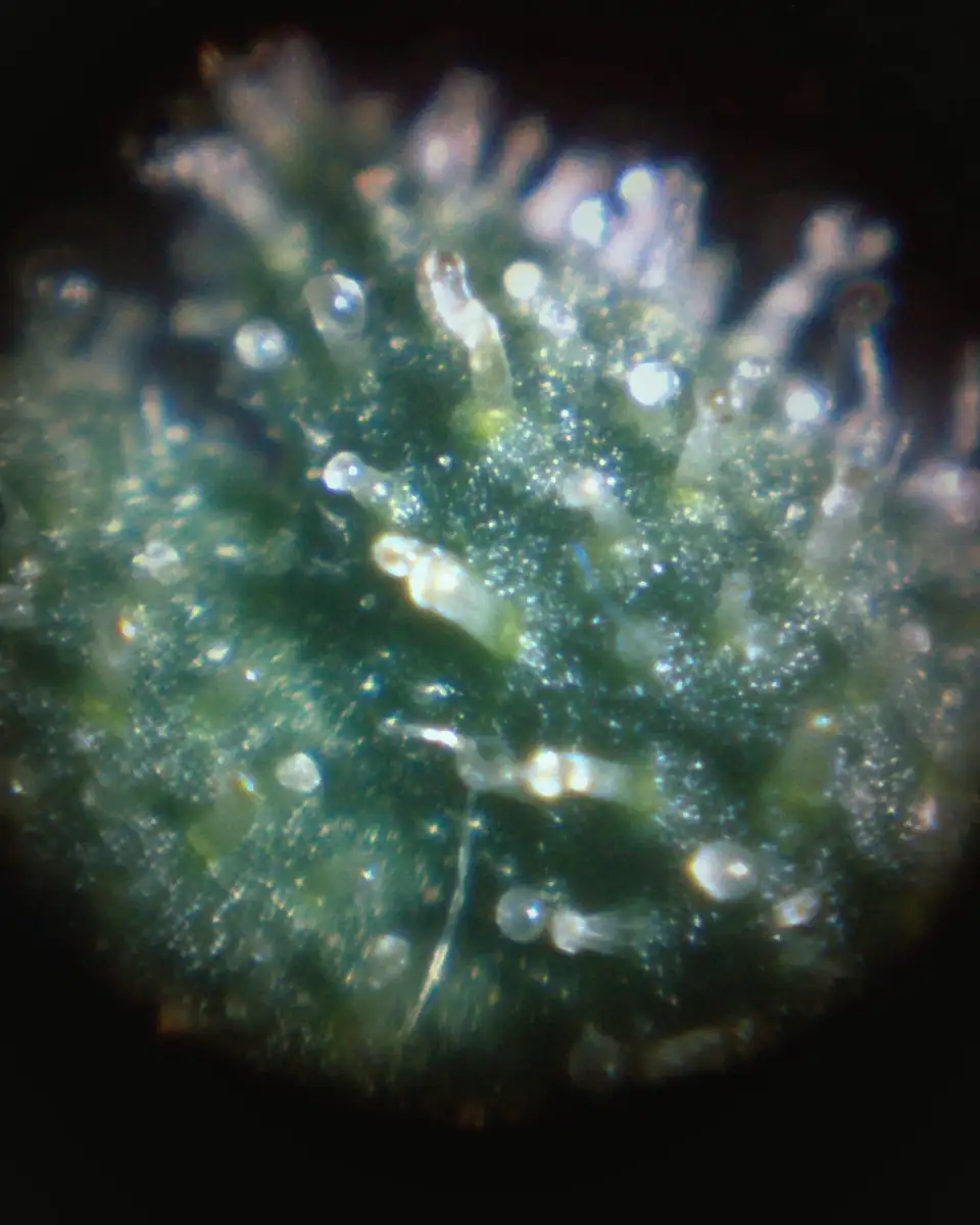 Trichomes on a cannabis flower seen through a magnifying loupe