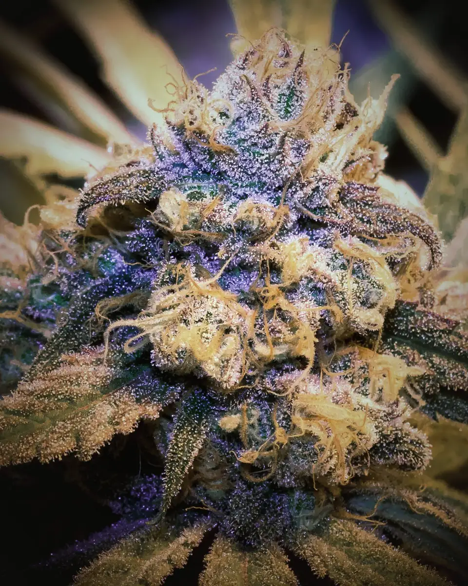 Frosty cannabis cola with dense calyxes, close-up