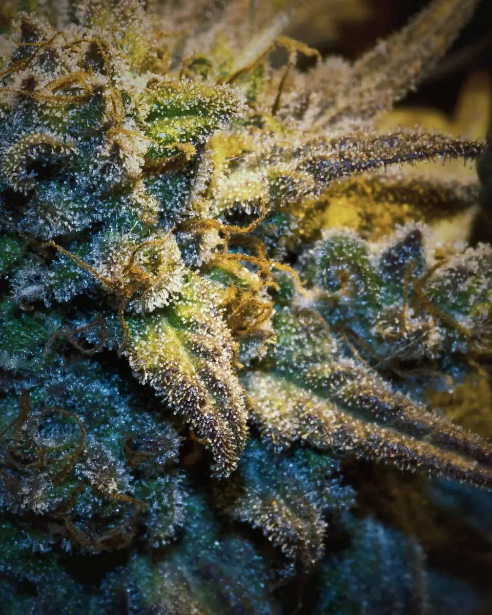 Frosty cannabis cola against dark leaves