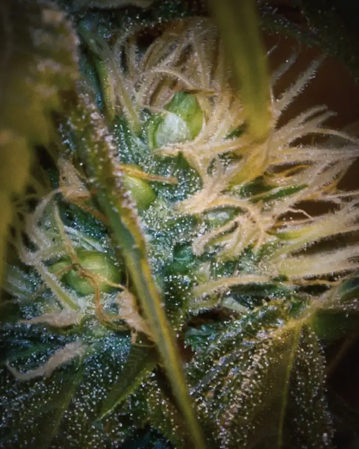 Macro of trichomes and pistils on a flowering cannabis cola