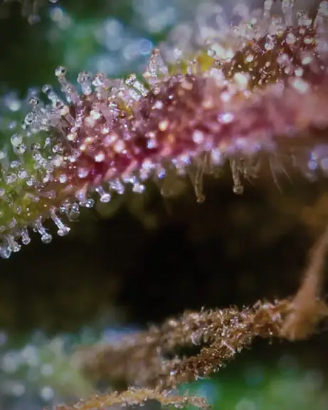 Extreme macro of cannabis trichomes on a sugar leaf