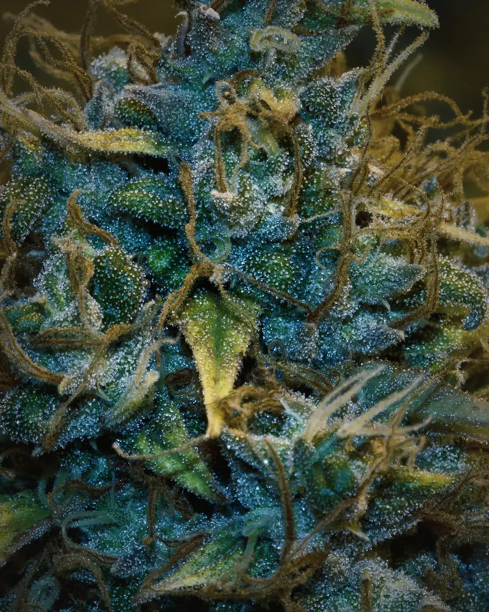 Flowering cannabis cola and leaves under a grow light