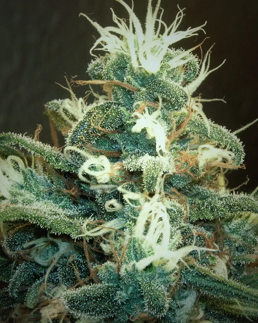 Flowering cannabis top under grow light
