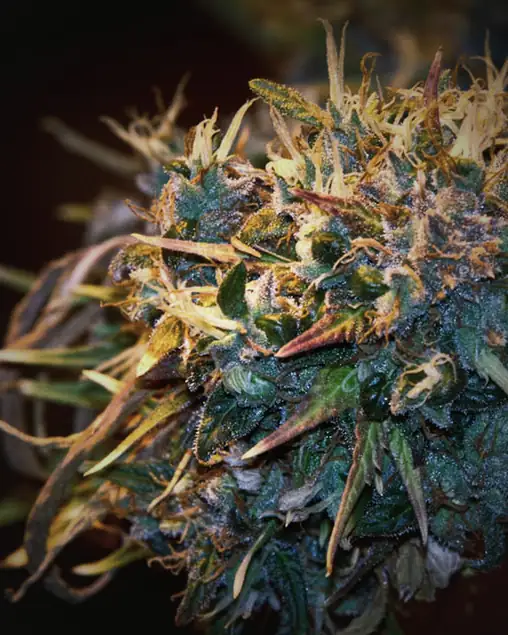 Cannabis flower with swollen calyxes and curled pistils on a dark background